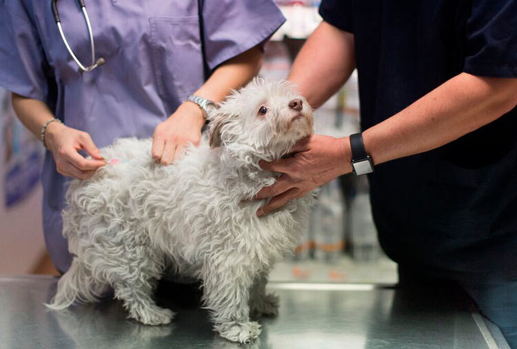 Científicos chinos y estadounidenses crean perros autistas para avanzar en el estudio del trastorno