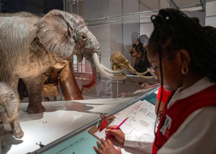 Nueva York abre las puertas al mundo secreto de los elefantes