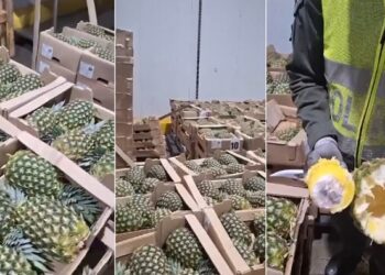 Autoridades colombianas incautaron 63 kilos de estupefacientes dentro de piñas en Cartagena