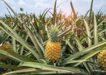 Consumo de piña ayuda a limpiar y desintoxicar los riñones