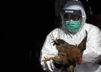 Brasil prorroga el estado de emergencia sanitaria por gripe aviar