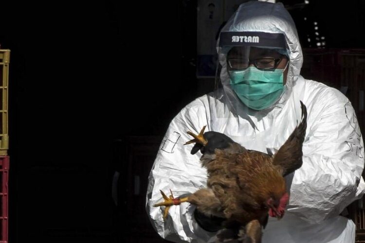 Brasil prorroga el estado de emergencia sanitaria por gripe aviar