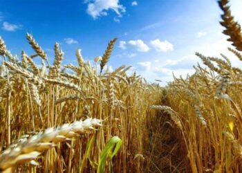 Rusia prohíbe la exportación de trigo durante seis meses