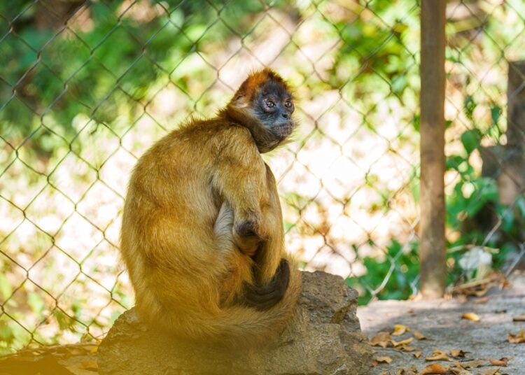 Medio Ambiente rescata tres monos araña en cautiverio en Nejapa