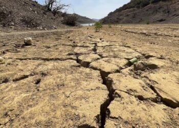Marruecos intenta recuperar sus bosques dañados por la sequía y el pastoreo excesivo
