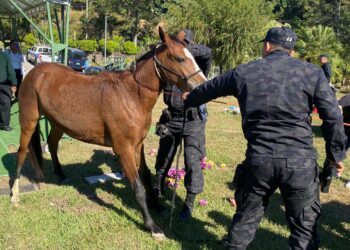 Rescatan Caballo que se paseaba entre el tráfico de San Salvador