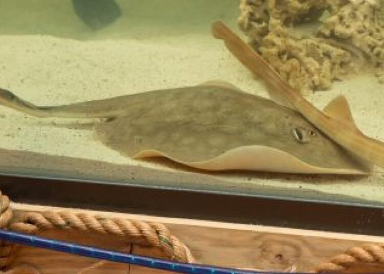 Mantarraya queda embarazada sin un macho en su acuario