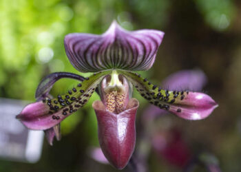 Descubren una nueva especie de orquídea en el sur de China