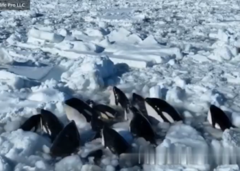 Manada de orcas asesinas lucha por sobrevivir tras quedar atrapadas en el hielo