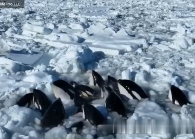 Manada de orcas asesinas lucha por sobrevivir tras quedar atrapadas en el hielo