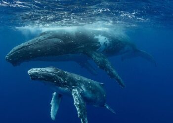 Registran las primeras imágenes del apareamiento de dos ballenas jorobadas machos