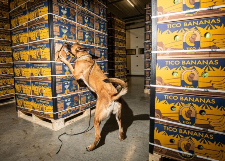 Incautan en Panamá cinco toneladas de cocaína oculta en contenedor con plátanos