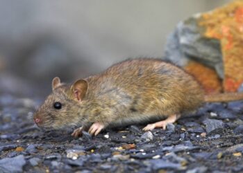 Descubren decenas de casos de una rara enfermedad y no se sabe cómo se trasmite a las personas