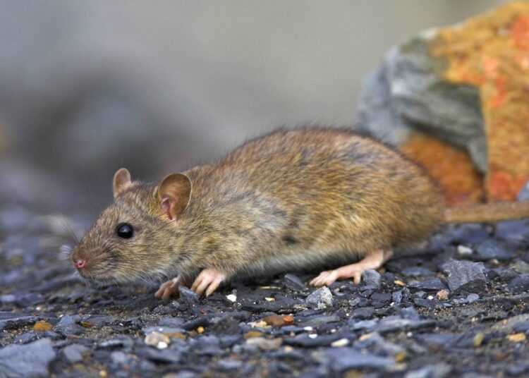 Descubren decenas de casos de una rara enfermedad y no se sabe cómo se trasmite a las personas