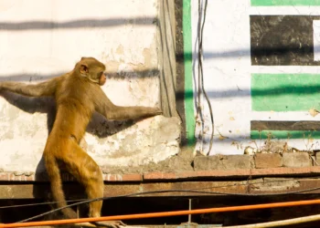 Una manada de monos salva a una niña de 6 años de un pedófilo