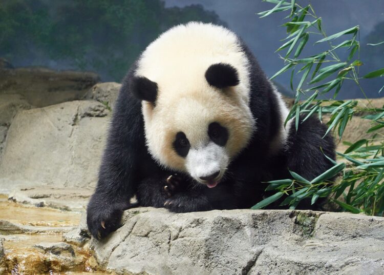 Dos pandas gigantes dejan China y se dirigen al Zoológico Nacional de Washington