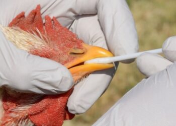 Japón registra el primer brote de gripe aviar de la temporada