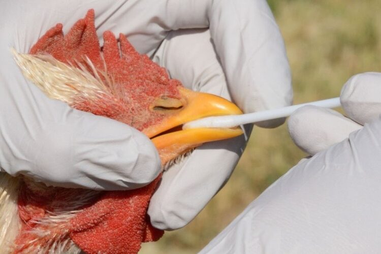 Japón registra el primer brote de gripe aviar de la temporada