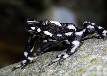 Descubren nueva especie de sapo arlequín en peligro de extinción en Ecuador