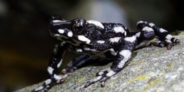 Descubren nueva especie de sapo arlequín en peligro de extinción en Ecuador
