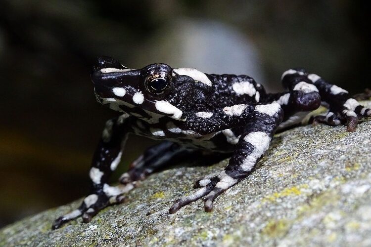 Descubren nueva especie de sapo arlequín en peligro de extinción en Ecuador