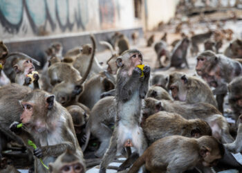 Más de 200 monos se fugan en Tailandia e invaden una comisaría