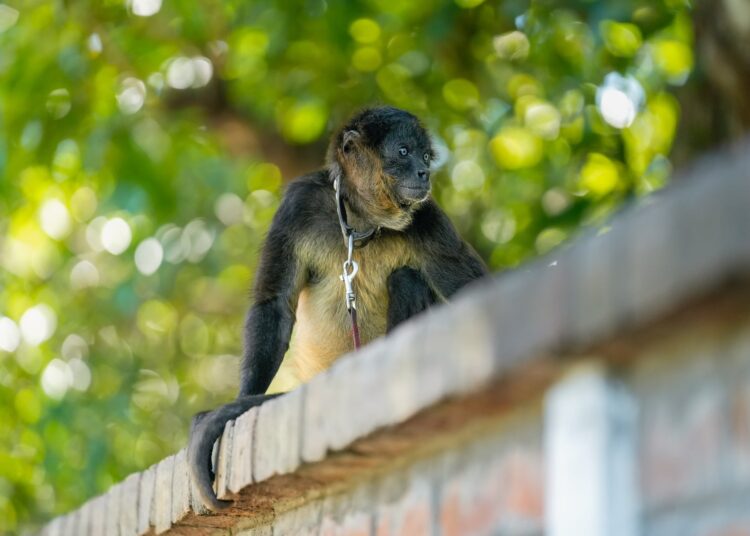 Autoridades rescatan a Mono Araña en peligro de extinción tras 16 Años de cautiverio