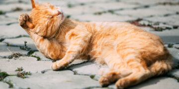 Descubren tras décadas investigaciones el ‘gen naranja’ del pelaje de los gatos