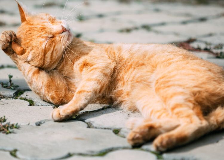 Descubren tras décadas investigaciones el ‘gen naranja’ del pelaje de los gatos