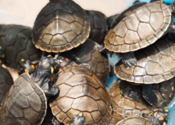 Autoridades peruanas rescatan más de 160 tortugas de tráfico ilegal en Lima