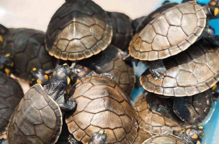 Autoridades peruanas rescatan más de 160 tortugas de tráfico ilegal en Lima