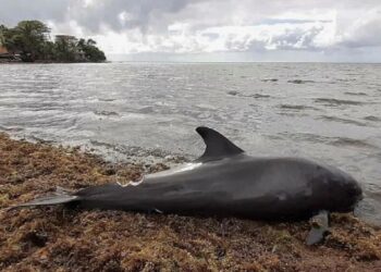 Más de 30 delfines mueren tras el derrame de crudo en el mar Negro