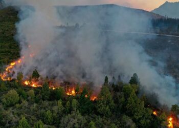 Más de 3.000 hectáreas fueron arrasadas por el fuego en un parque nacional de Argentina