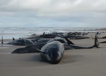 Más de 150 ballenas mueren o son sacrificadas tras quedar varadas en playa de Australia