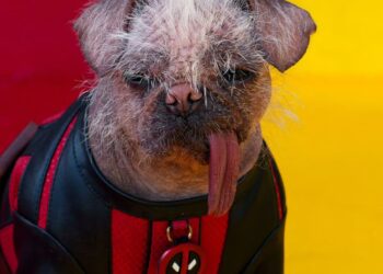 El perro feo de Deadpool recibió un “Oscar canino”
