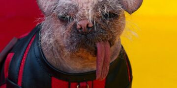 El perro feo de Deadpool recibió un “Oscar canino”
