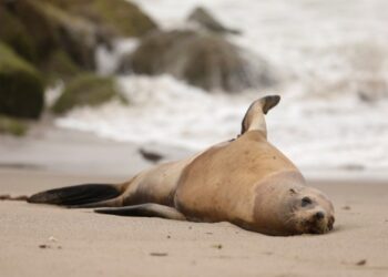Más de doce leones marinos han sido reportados enfermos por una peligrosa toxina en California