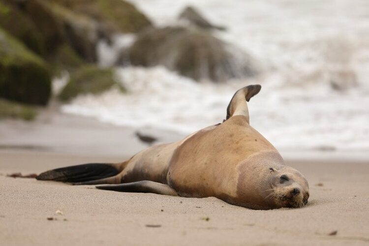 Más de doce leones marinos han sido reportados enfermos por una peligrosa toxina en California