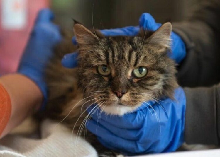 Un gato sobrevive milagrosamente a una caída de más de 110 metros