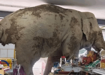 Elefante entró en una tienda de Tailandia y se comió diez paquetes de galletas