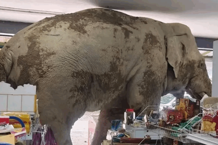 Elefante entró en una tienda de Tailandia y se comió diez paquetes de galletas
