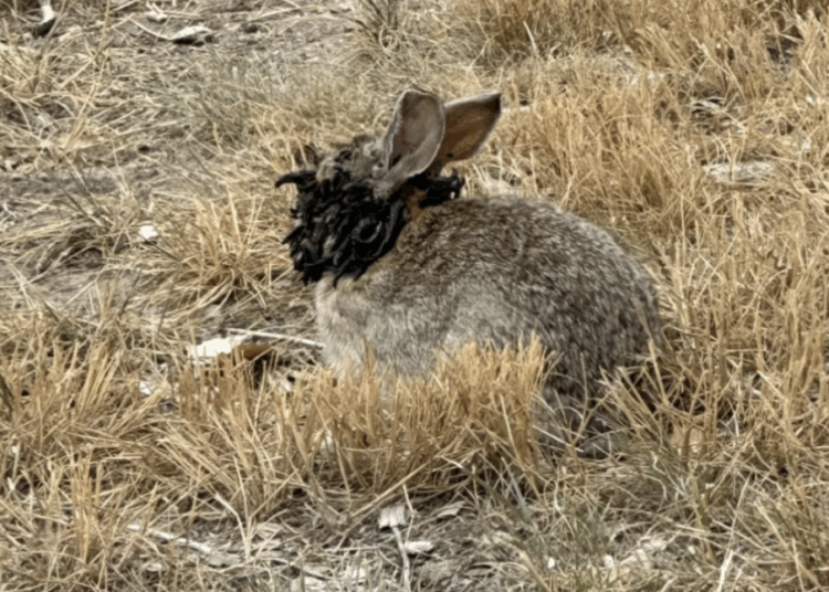 Reportan conejos con extraños tentáculos en la cabeza en Estados Unidos: las autoridades piden no tocarlos