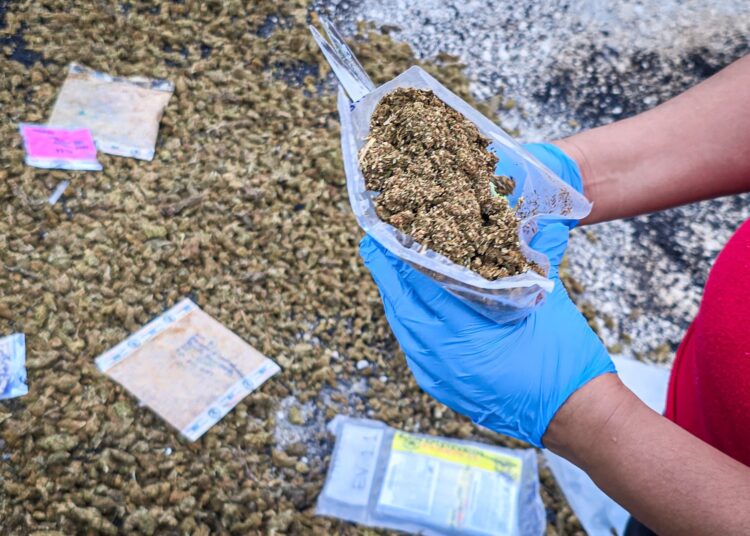 Destruyen más de 178 kilos de droga incautada en Santa Ana y San Salvador