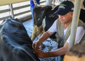 Impulsan campaña para prevenir el gusano barrenador en Cabañas 
