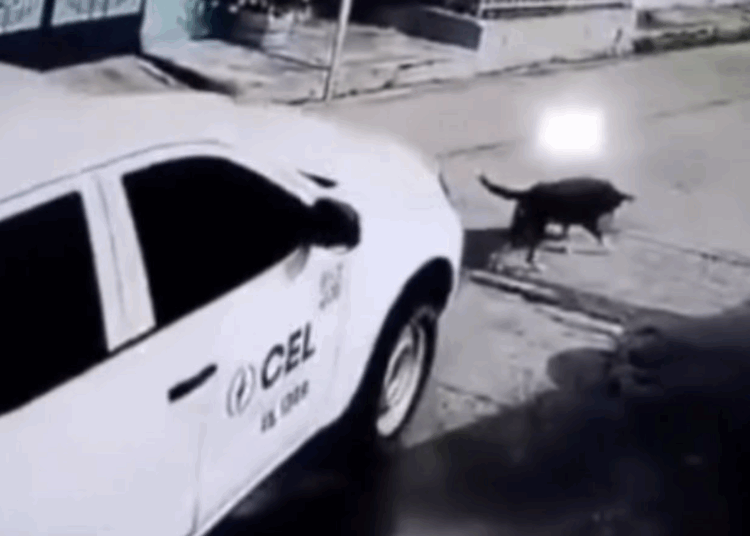La CEL despide a empleado por atropellar a un perro en San Rafael Cedros