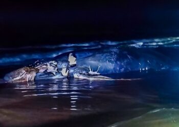 Encuentran cuerpo de cría de ballena jorobada en Barra de Santiago 