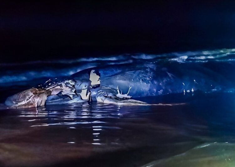 Encuentran cuerpo de cría de ballena jorobada en Barra de Santiago 
