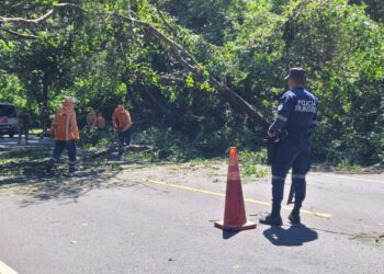 Árbol caído bloquea el paso en la carretera Panamericana 