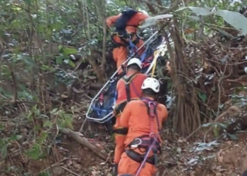 Persona pierde la vida al ser atacado por abejas