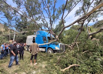 Árbol de gran tamaño cae sobre dos rastras en carretera a Texistepeque